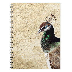 Peacock Notebook
