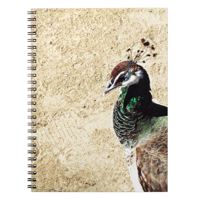 Peacock Notebook (Front)