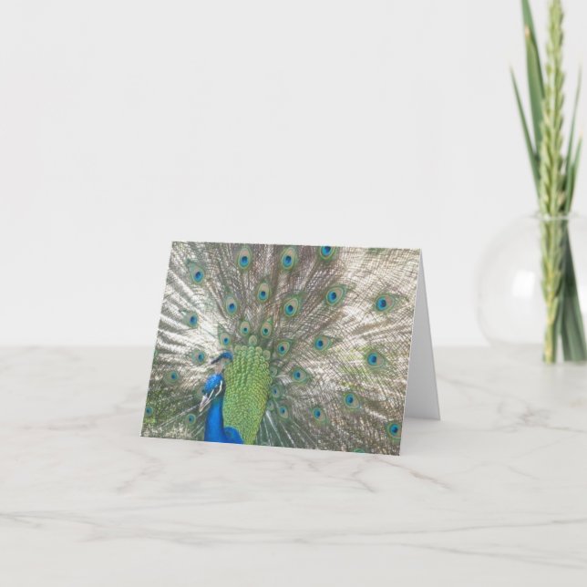 Peacock notecards (Front)