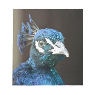 peacock notepad