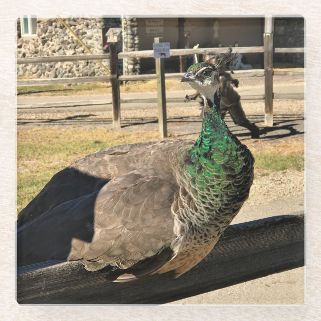 Peacock on a Fence, Idaho Glass Coaster (Front)