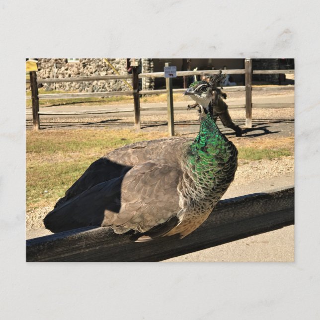 Peacock on a Fence, Idaho Postcard (Front)