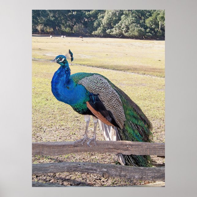 Peacock on a Fence Poster (Front)