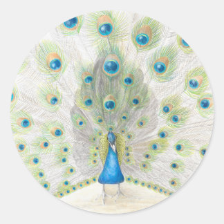 Peacock on a round sticker