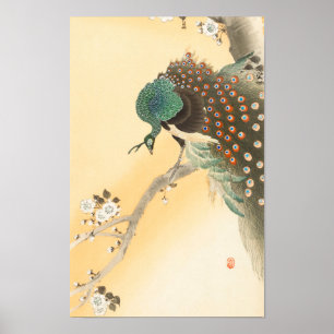 Peacock on Cherry Blossom Tree by Ohara Koson Poster