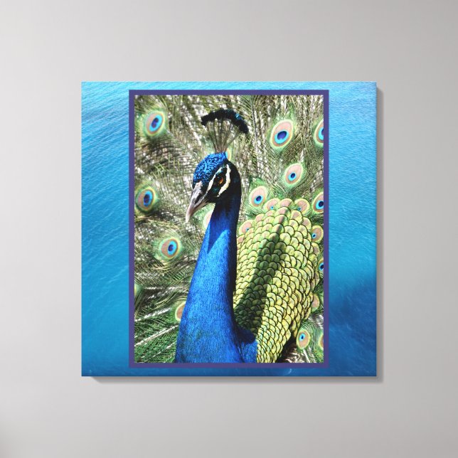 Peacock on Ocean Background Canvas Print (Front)