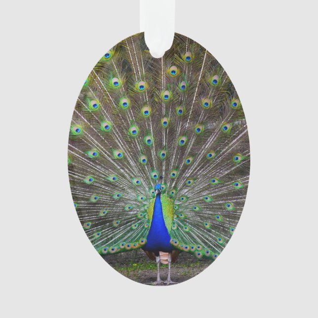 Peacock Ornament (Front)