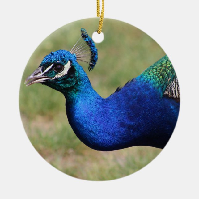 Peacock Ornament (Front)