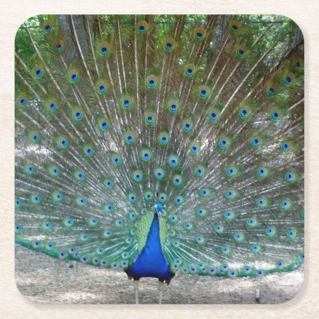 Peacock Party Coaster (Front)