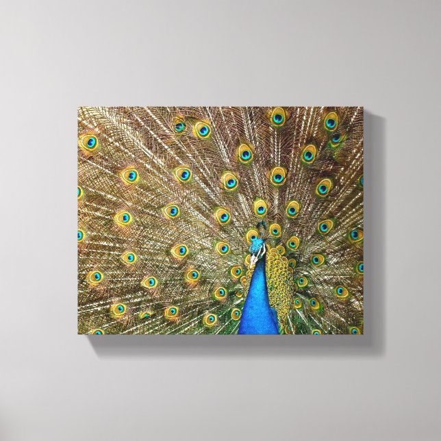 Peacock Pattern Peacock Artwork Painting Animal Ar Canvas Print (Front)