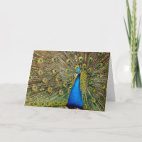 Peacock Pattern Peacock Artwork Painting Animal Ar