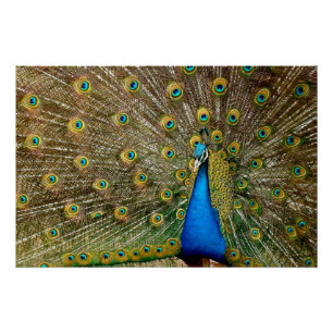 Peacock Pattern Peacock Artwork Painting Poster