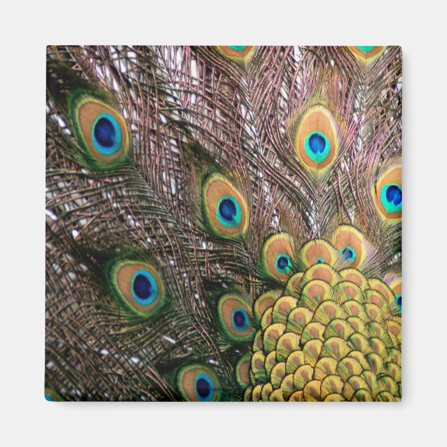 Peacock Peafowl Eyes and Feathers Magnet (Front)