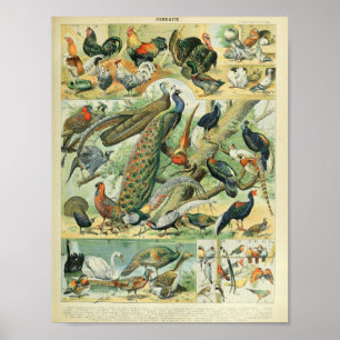 Peacock & Pheasant Vintage Wildlife Art Poster
