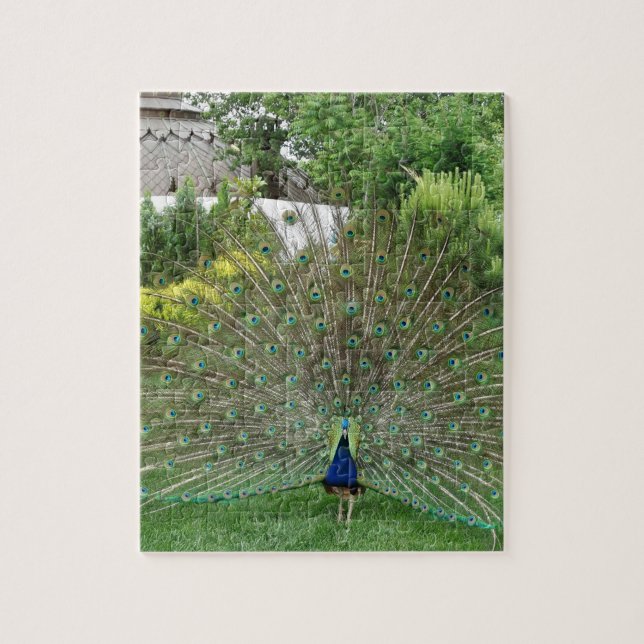 Peacock Photo 8" x 10" Photo Puzzle with Gift Box (Vertical)