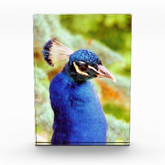 PEACOCK   PHOTO BLOCK (Front)