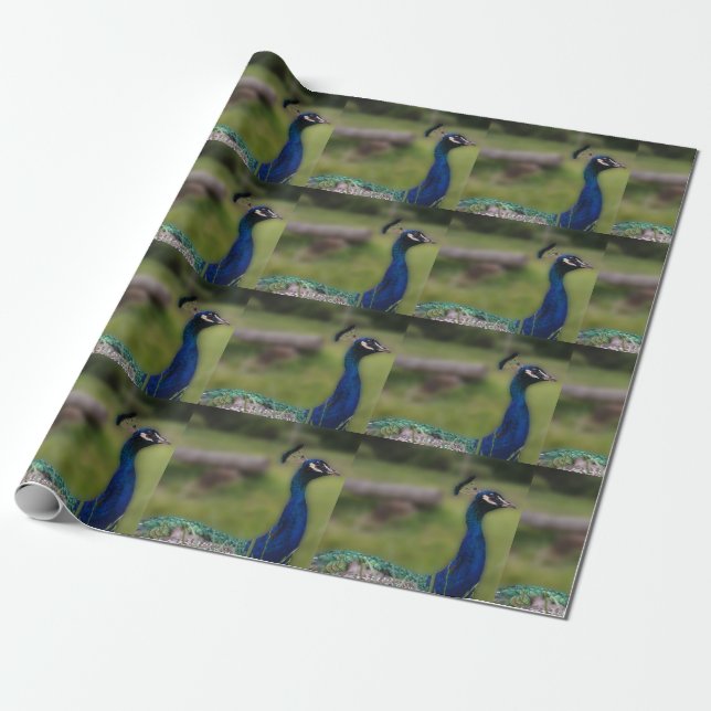 Peacock Photo Matte Wrapping Paper (Unrolled)