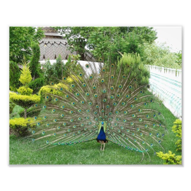Peacock  Photo Print (Front)