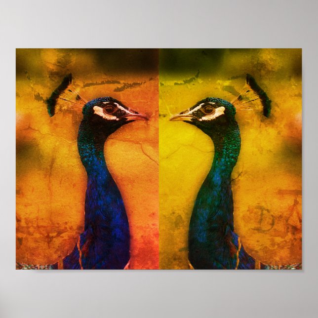 Peacock Photo  Value Poster Paper (Matte) (Front)