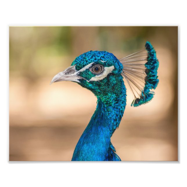 Peacock Photographic Print (Front)