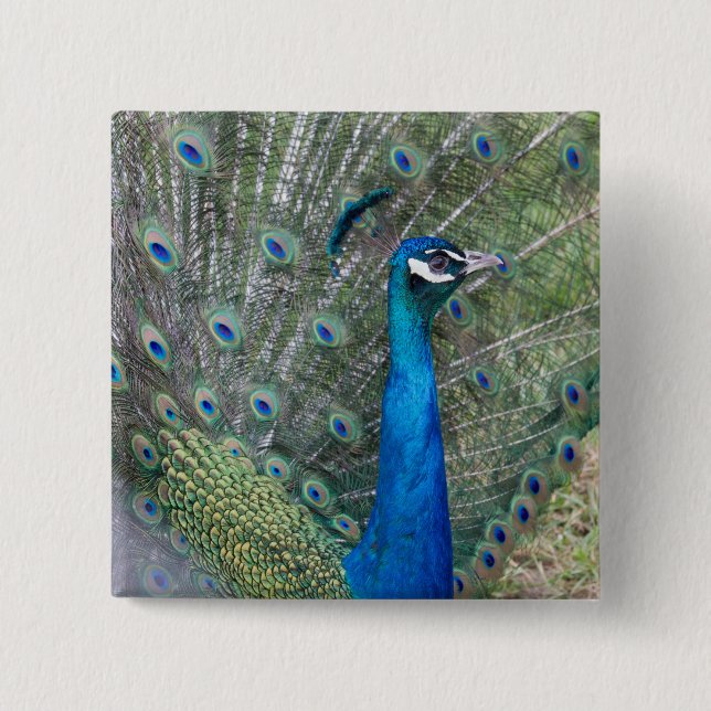 Peacock Photography 15 Cm Square Badge (Front)
