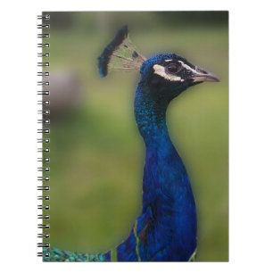 Peacock Photography Notebook