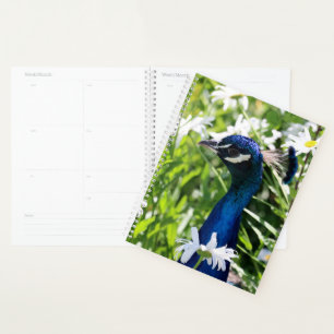 Peacock Planner
