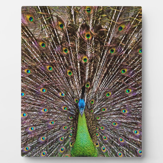 Peacock Plaque (Front)