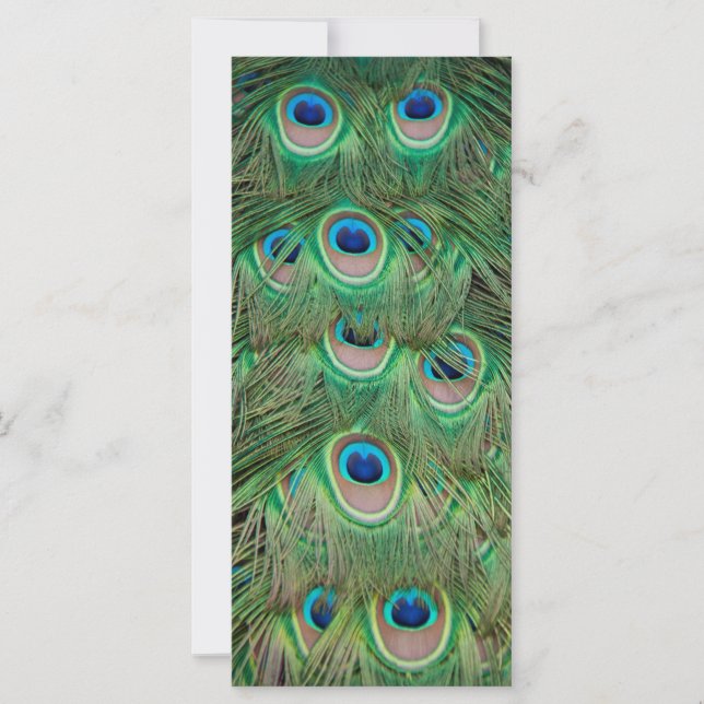 Peacock plumage (Front)