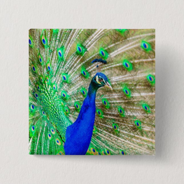 Peacock Plumage 15 Cm Square Badge (Front)