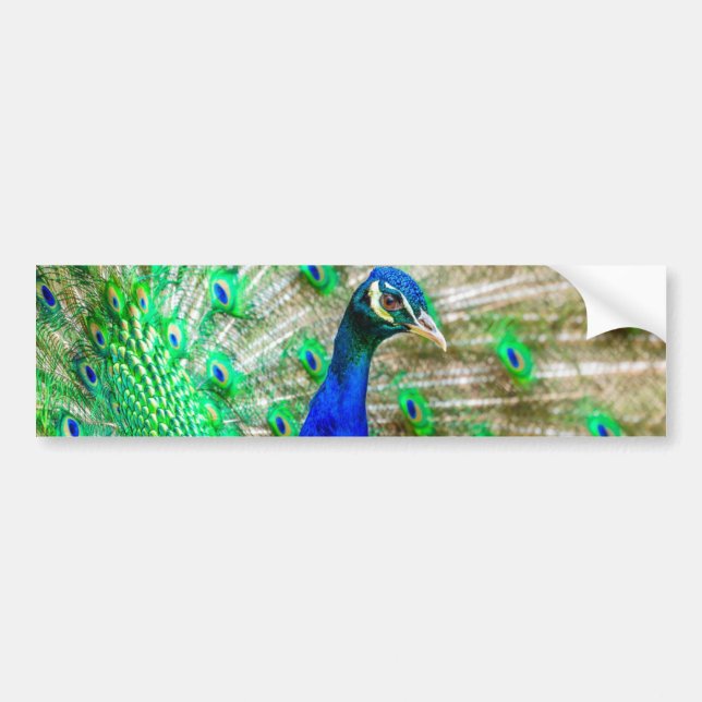 Peacock Plumage Bumper Sticker (Front)