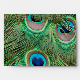 Peacock plumage envelopes