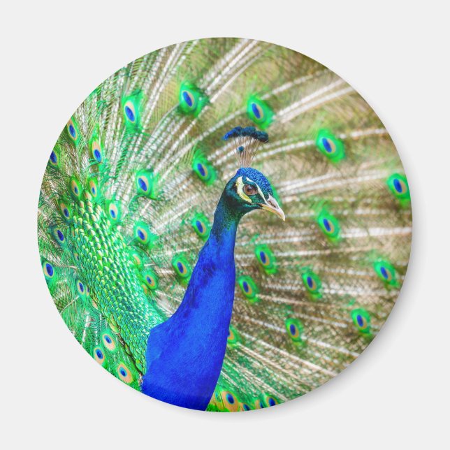Peacock Plumage Magnet (Front)