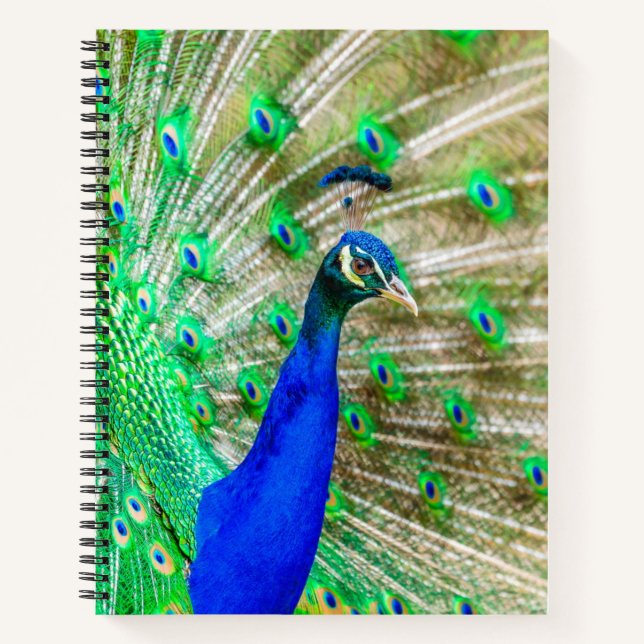 Peacock Plumage Notebook (Front)