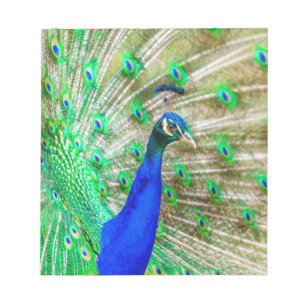 Peacock Plumage Notepad