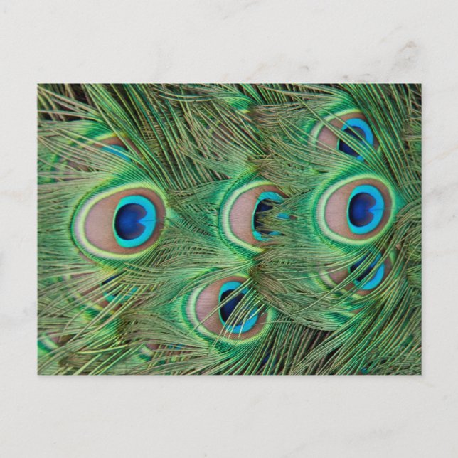 Peacock plumage postcard (Front)
