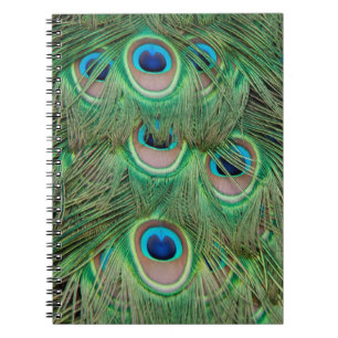 Peacock plumage spiral notebook