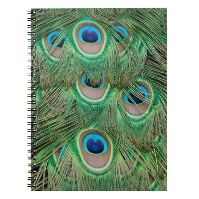 Peacock plumage spiral notebook (Front)