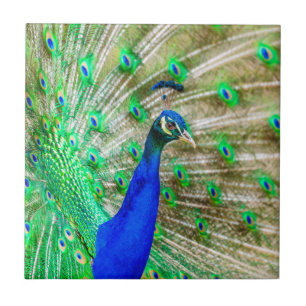 Peacock Plumage Tile