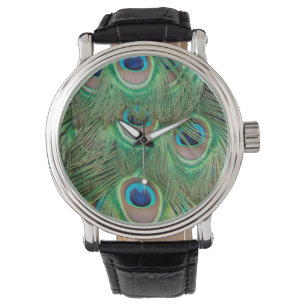 Peacock plumage watch