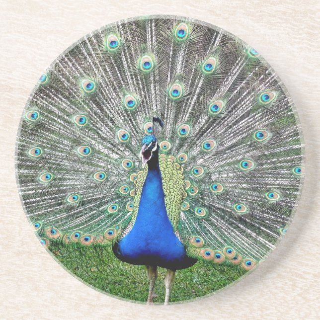 Peacock Plume Coaster (Front)