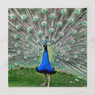 Peacock Plume Invitation