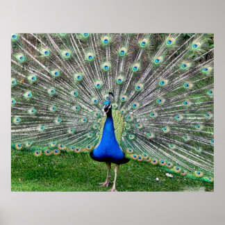 Peacock Plume Poster