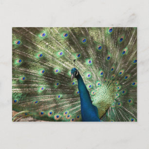 Peacock Postcard