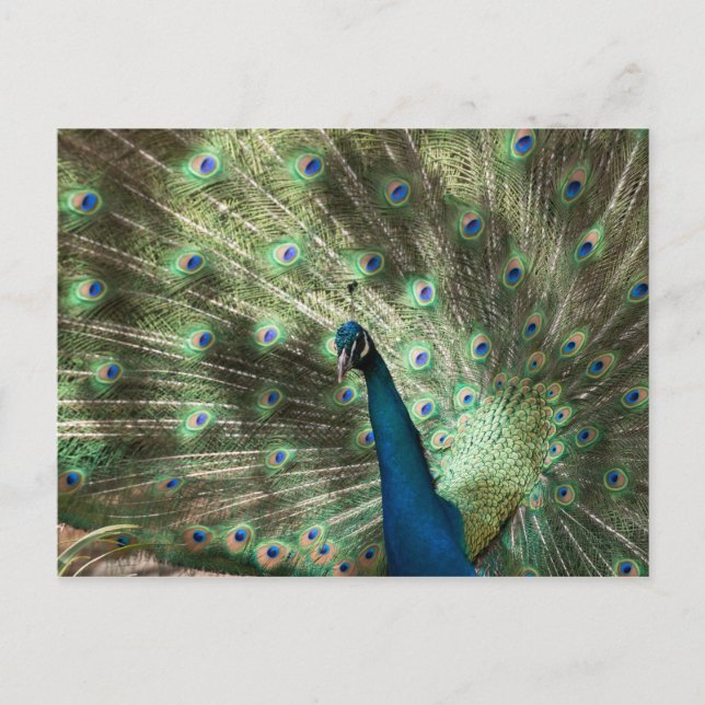 Peacock Postcard (Front)