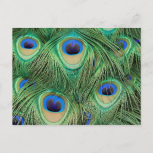 Peacock Postcard