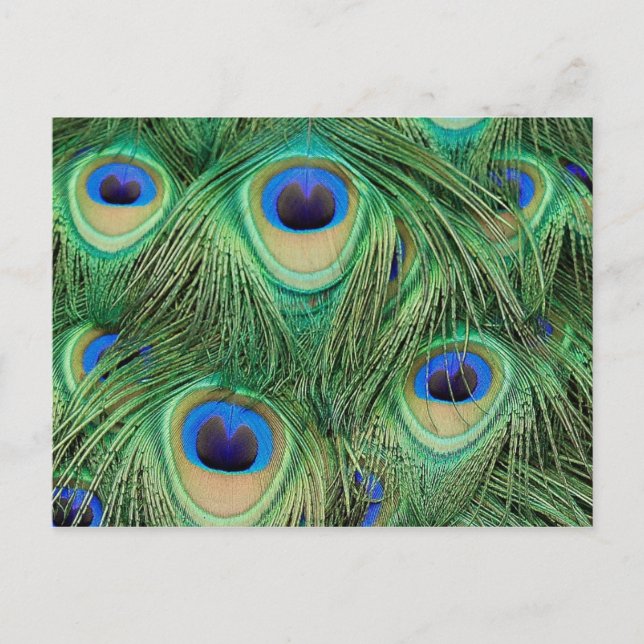 Peacock Postcard (Front)