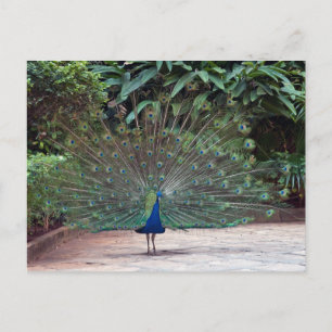 Peacock Postcard