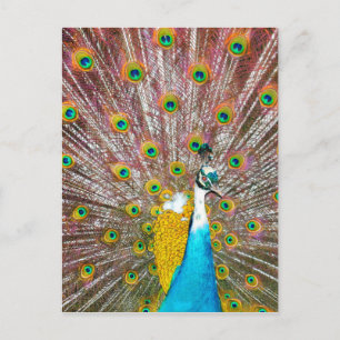Peacock Postcard