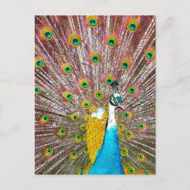 Peacock Postcard (Front)